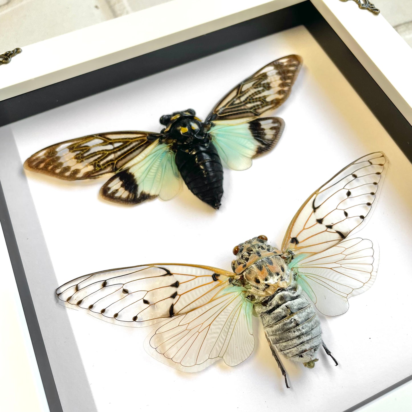 Copy of Cicada Pair White Ghost + Turquoise Wing White Baroque Style Shadow Box Frame Display