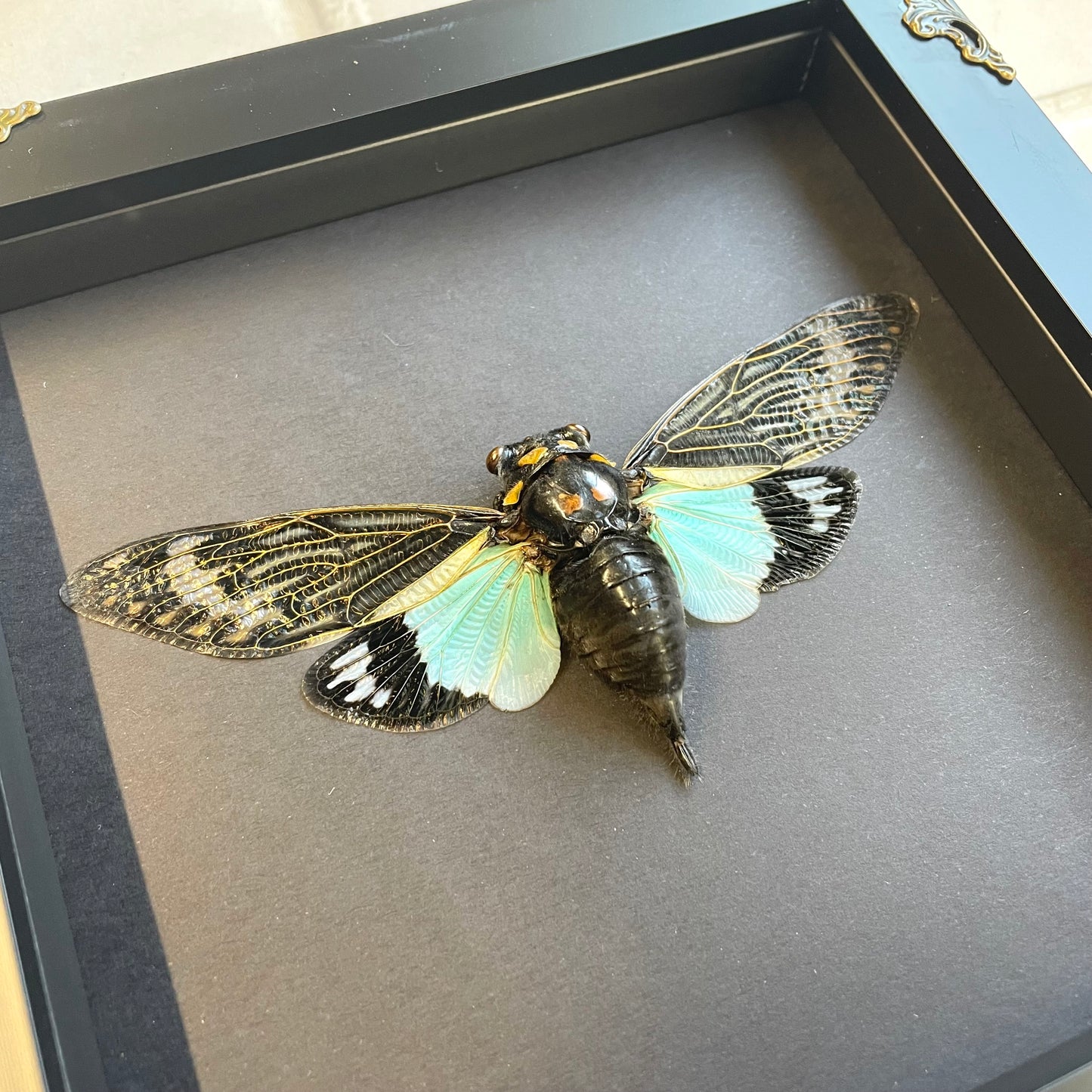 Turquoise Wing Cicada (Tosena splendida) in Deep Baroque Style Shadow Box Frame Display