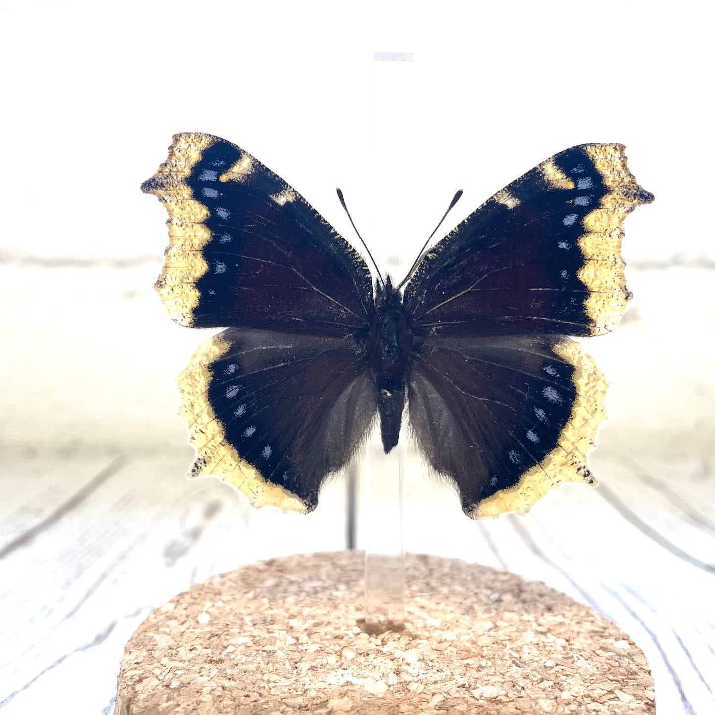 The Camberwell Beauty (Nymphalis antiopa) British Butterfly Glass Bell Cloche Dome Display Jar Insect