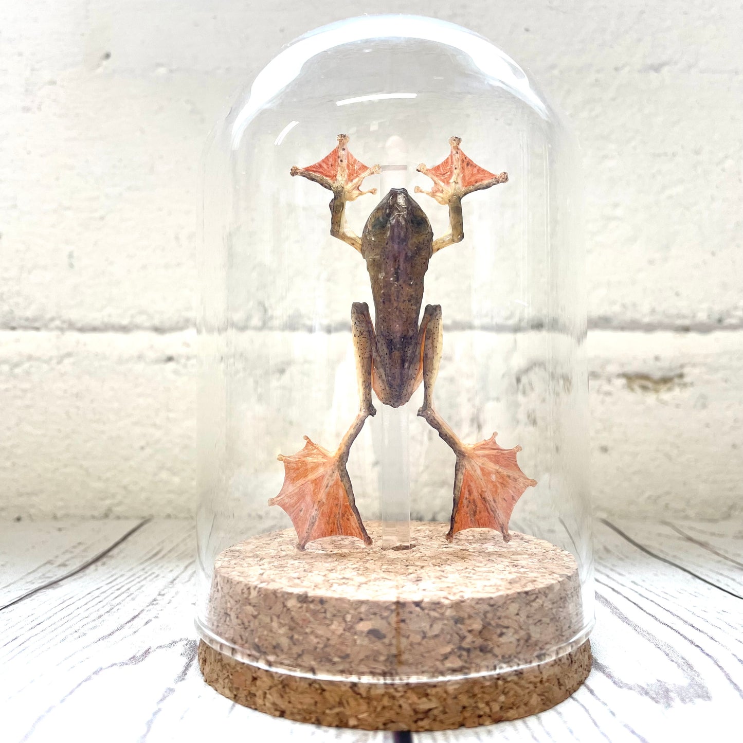 Harlequin Tree Frog (Rhacophorus pardalis) in Glass Bell Cloche Dome Display Jar