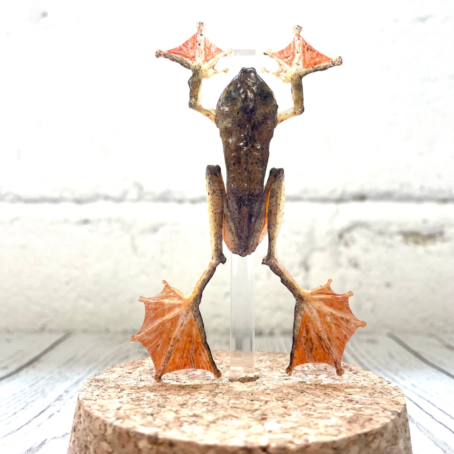 Harlequin Tree Frog (Rhacophorus pardalis) in Glass Bell Cloche Dome Display Jar