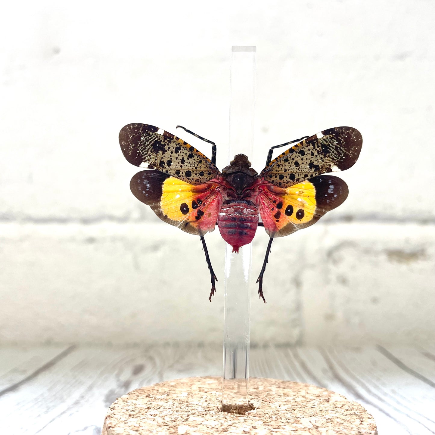 Borneo Lantern Fly (Penthicodes farinosa) Cicada Glass Bell Cloche Dome Display Jar Insect