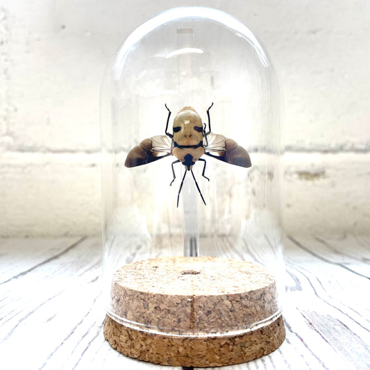 Pearl Man Face Stink Bug (Eucorysses grandis) SPREAD Beetle Glass Bell Cloche Dome Display Jar Insect