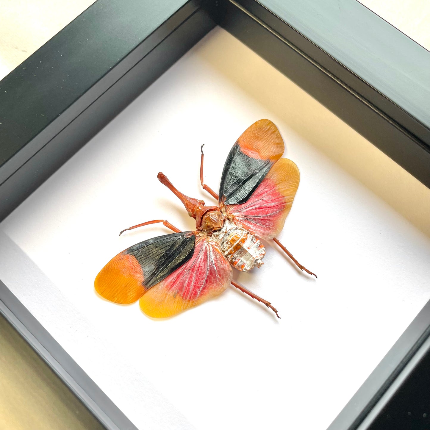 Red Nose Lantern Fly (Pyrops detanii) Cicada Shadow Box Frame Display Insect