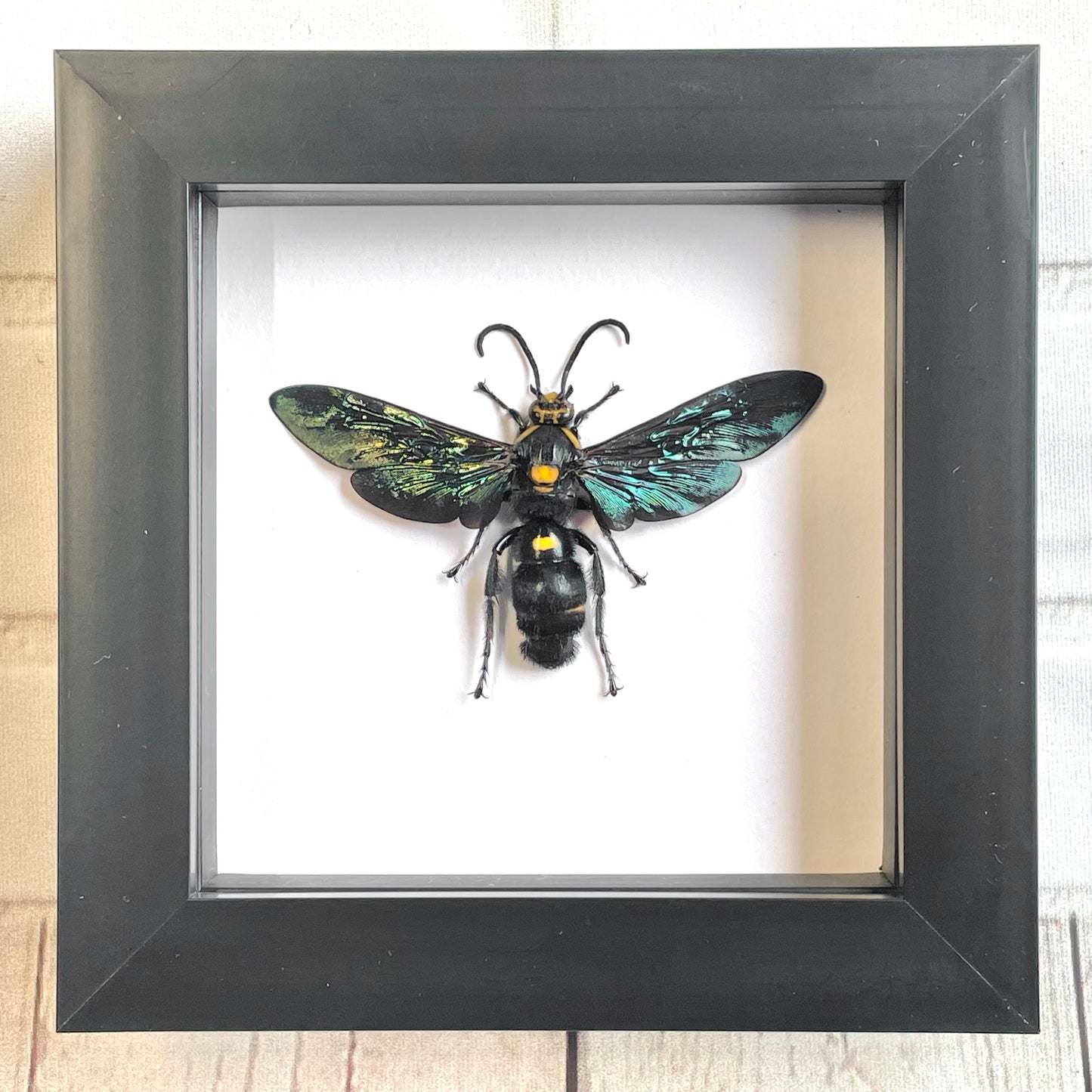 Giant Scoliid Wasp (Megascolia procer) Deep Shadow Box Frame Display Insect Bug