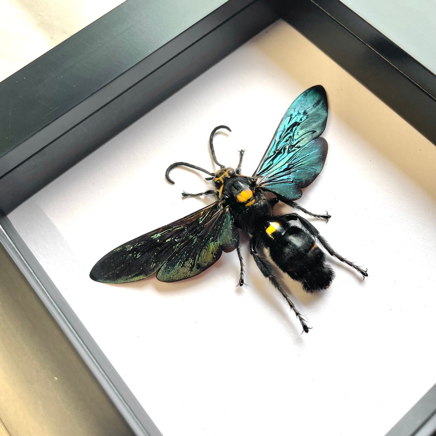 Giant Scoliid Wasp (Megascolia procer) Deep Shadow Box Frame Display Insect Bug