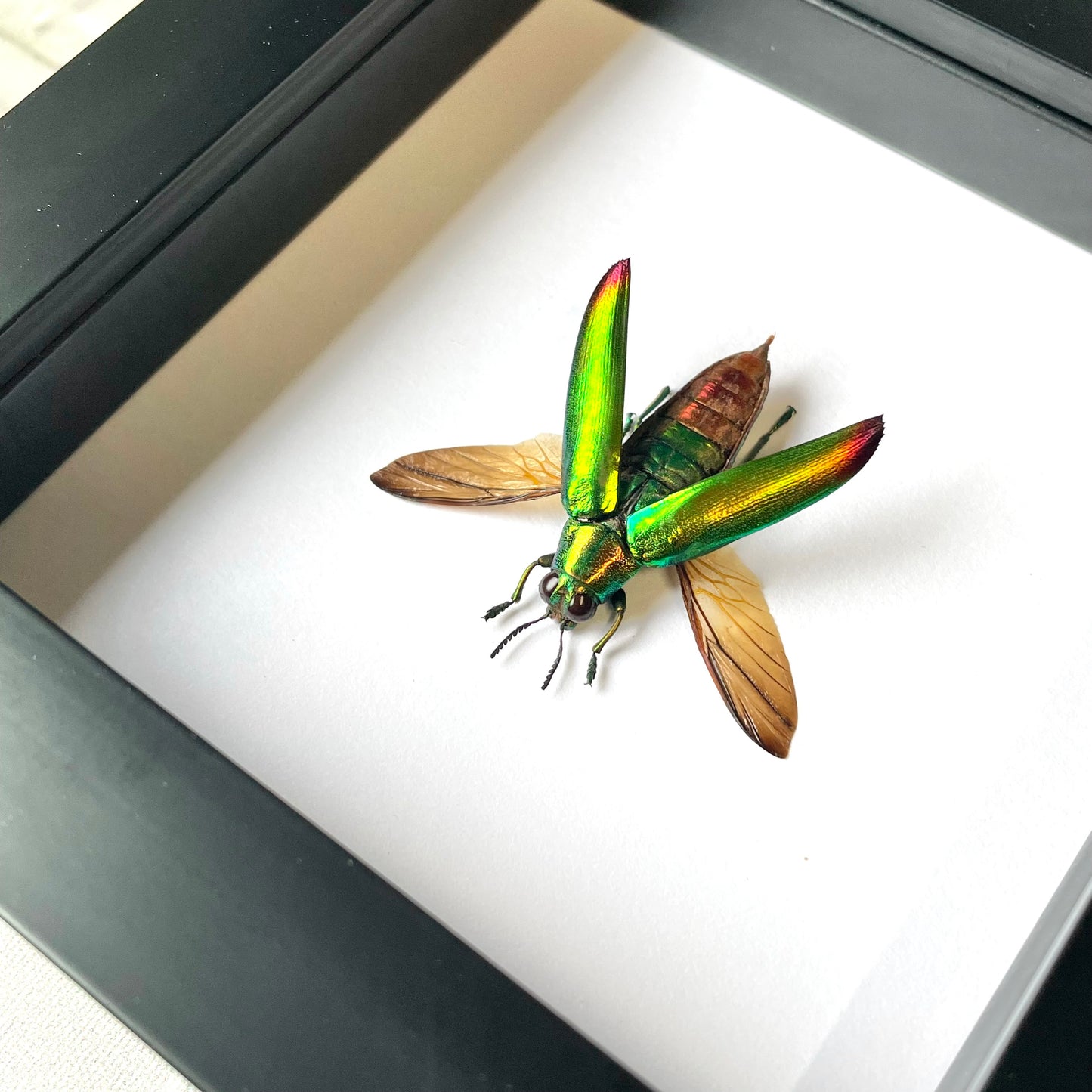 Fulminan's Jewel Beetle (Chrysochroa fulminans) Deep Shadow Box Frame Display Insect Bug