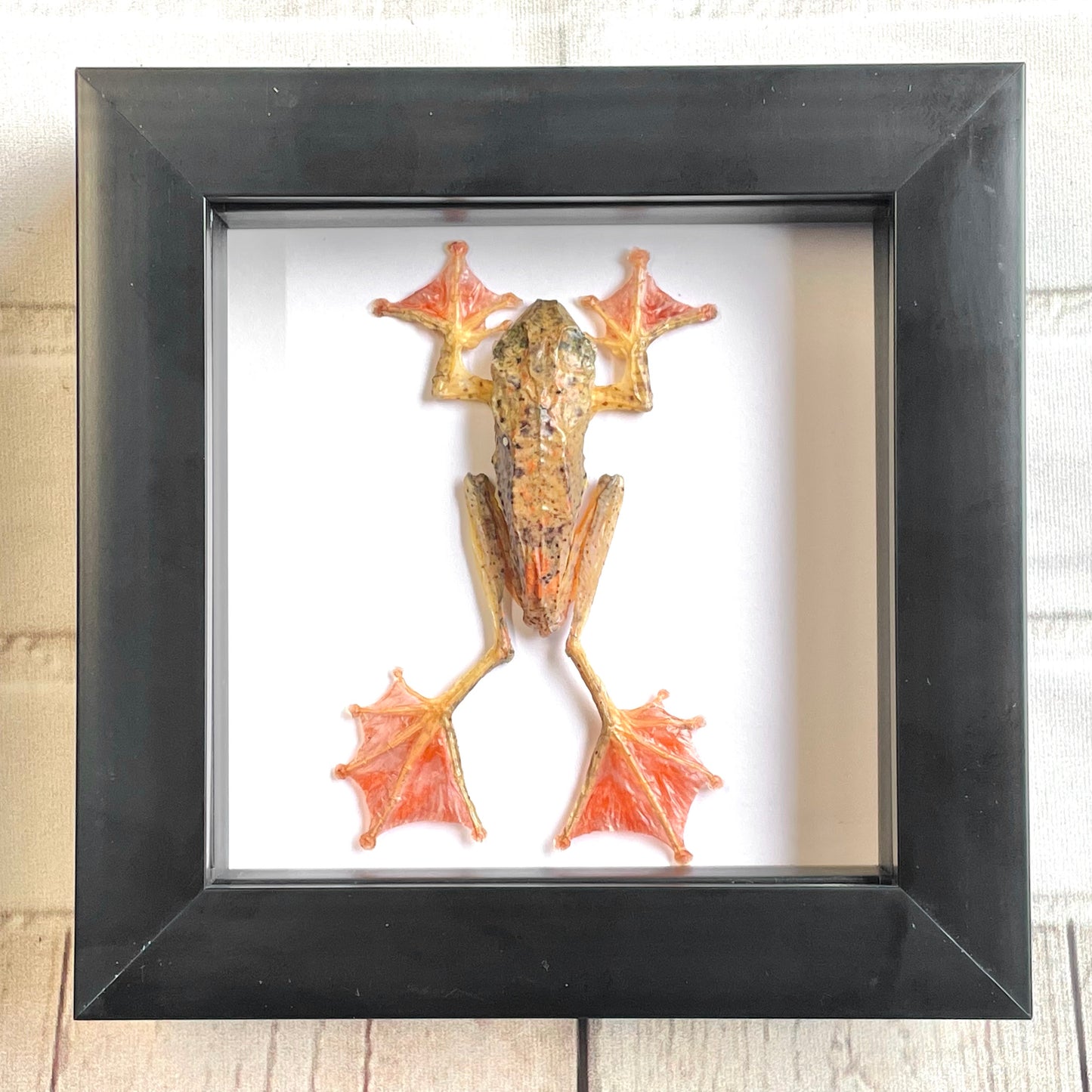 Harlequin Tree Frog (Rhacophorus pardalis) Male Deep Shadow Box Frame Display Insect Bug