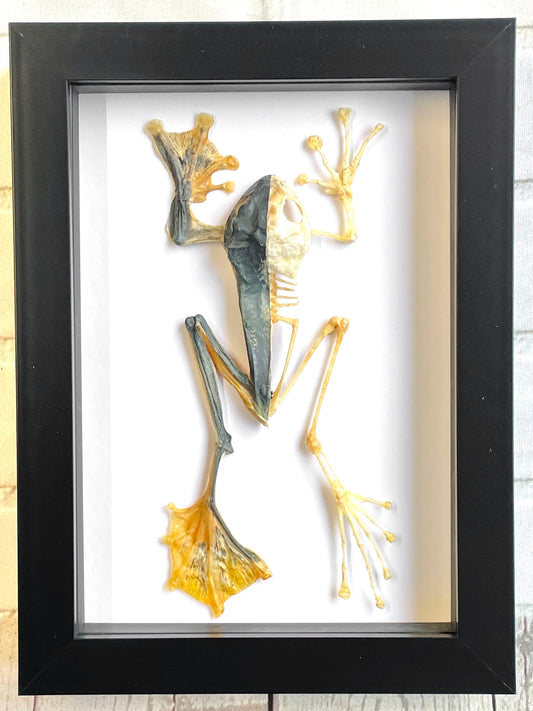 Green Flying Tree Frog (Rhacophorus reinwardtii) Half Skeleton Deep Shadow Box Frame Display Insect Bug