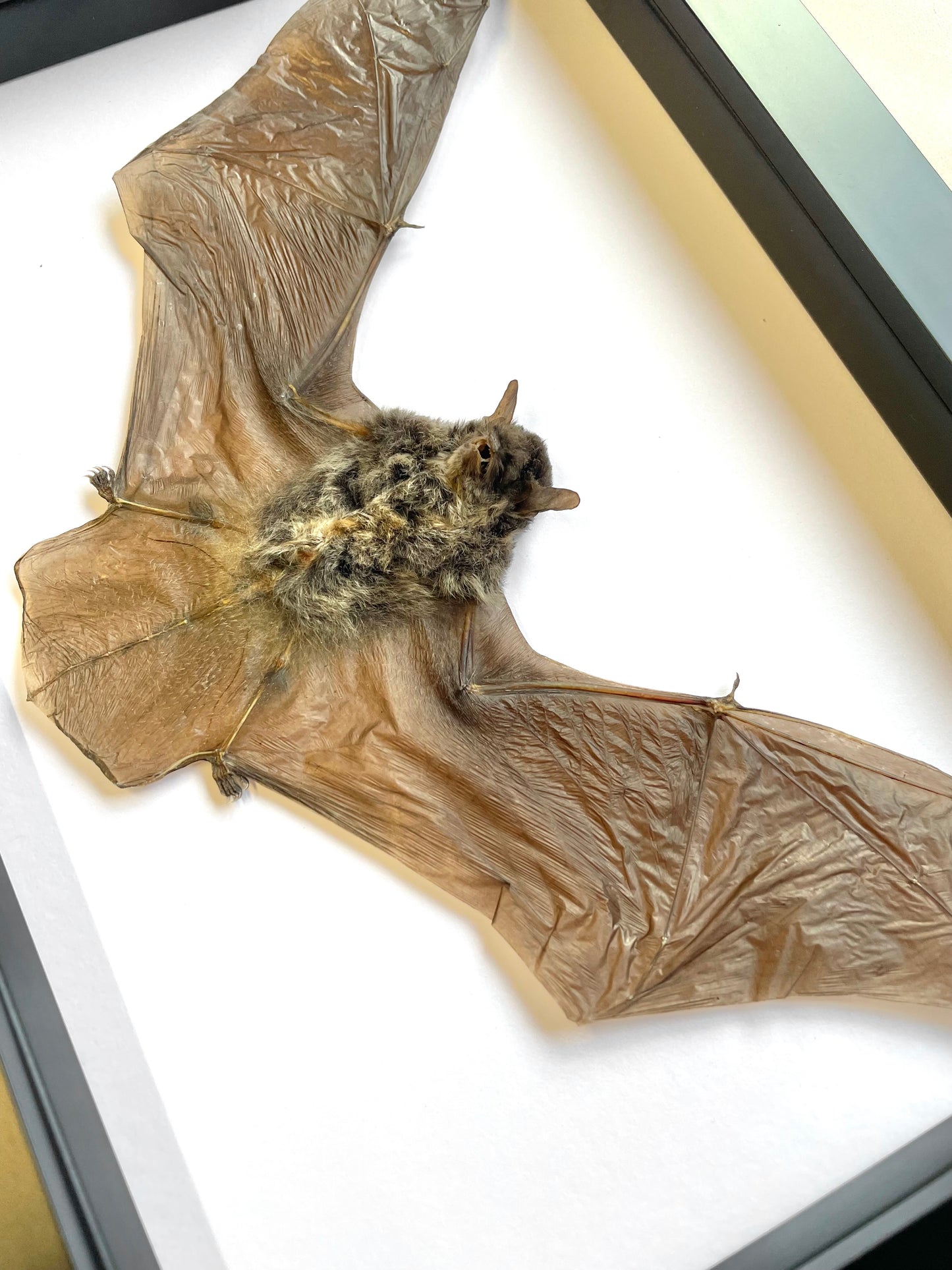 The Java Pipistrelle Bat (Pipistrellus javanicus) Deep Shadow Box Frame Display Insect Bug