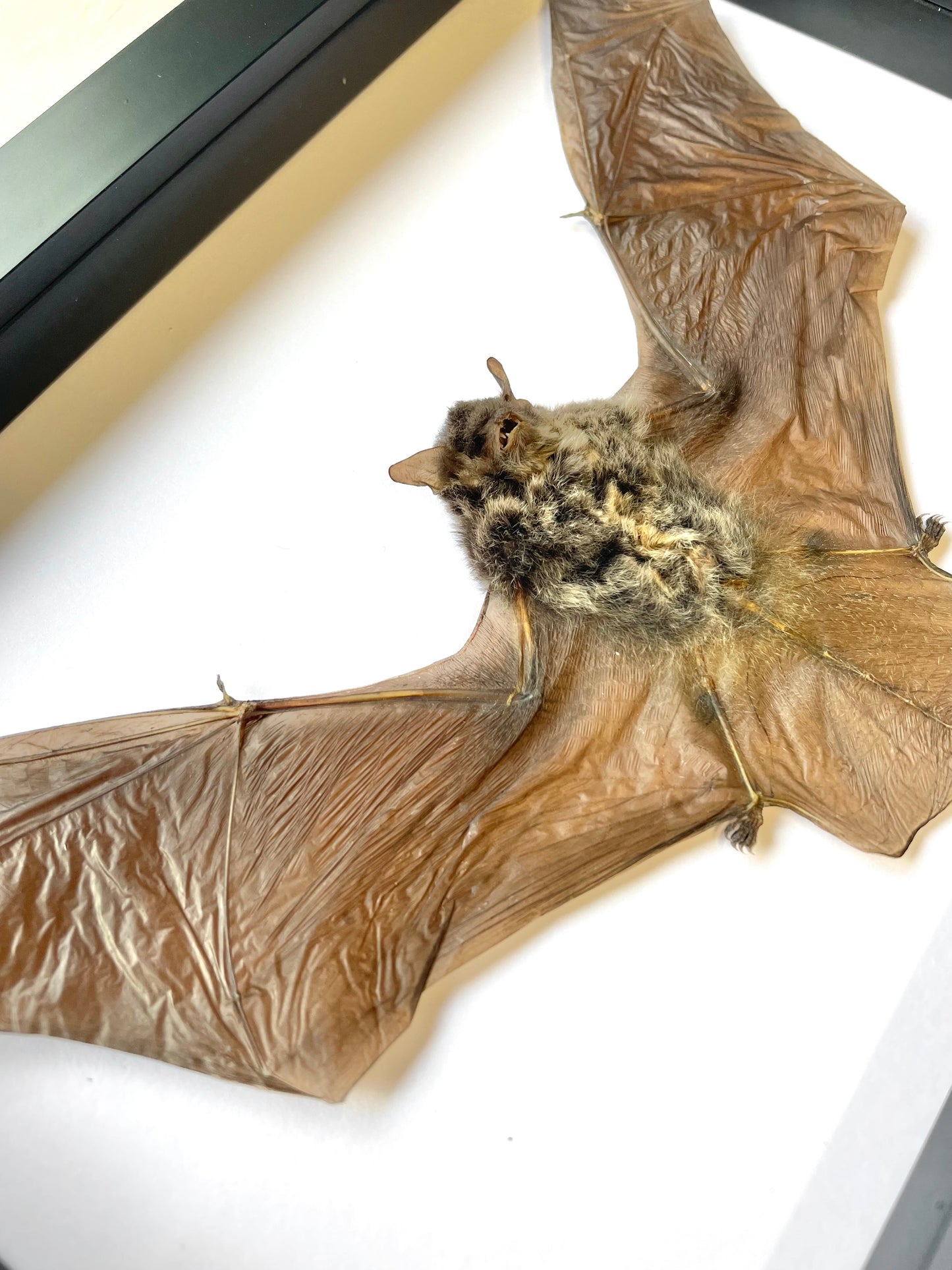 The Java Pipistrelle Bat (Pipistrellus javanicus) Deep Shadow Box Frame Display Insect Bug