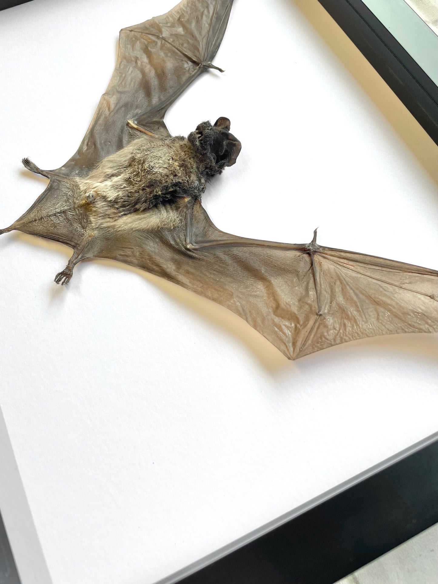 The Javan Mastiff Bat (Otomops formosus) Deep Shadow Box Frame Display Insect Taxidermy