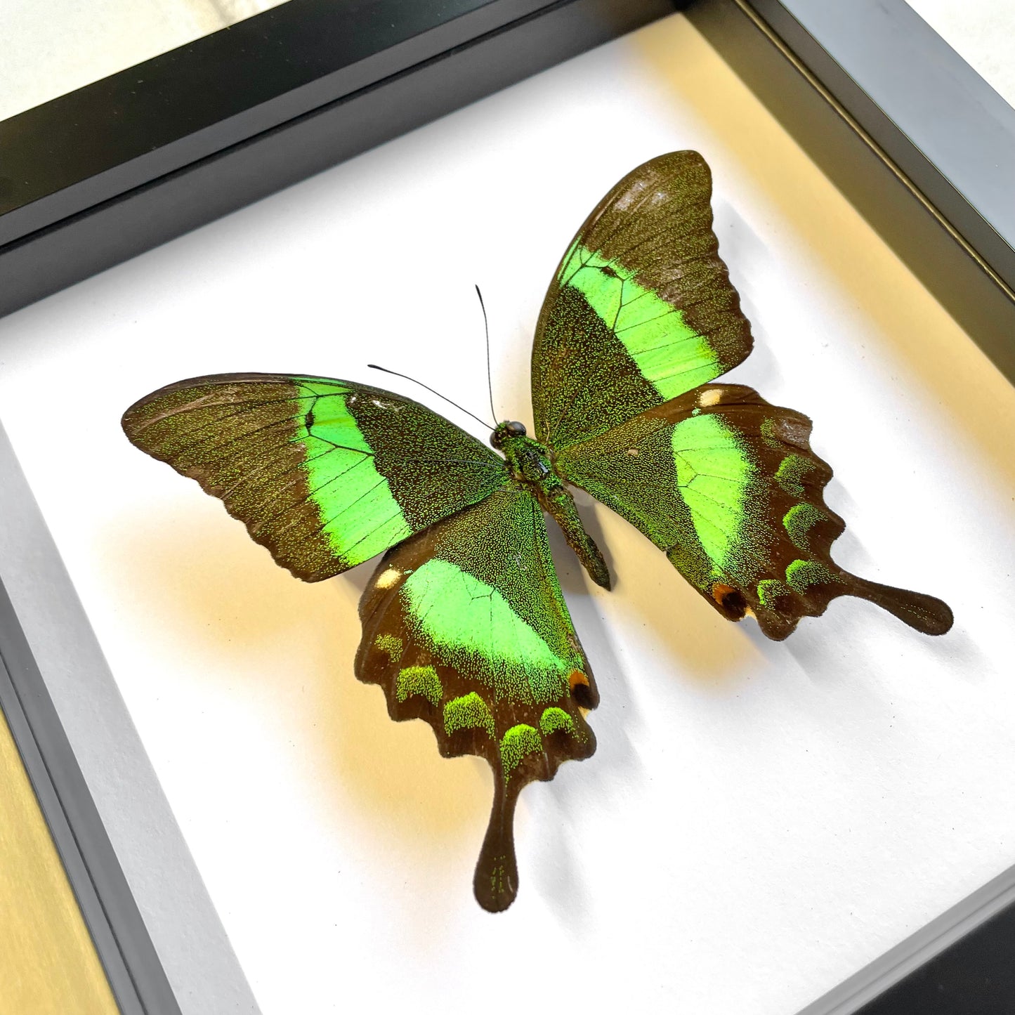 The Emerald Peacock Butterfly (Papilio palinurus) Deep Shadow Box Frame Display Insect Bug