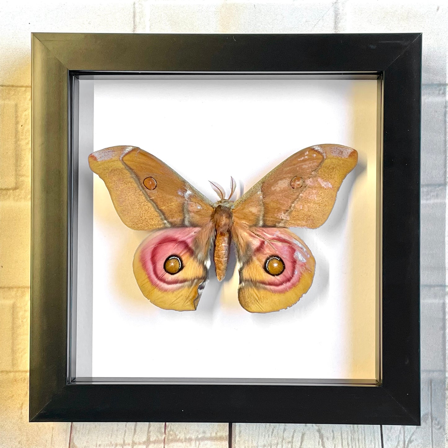 Madagascan Emperor Moth (Antherina suraka) Deep Shadow Box Frame Display Insect Bug