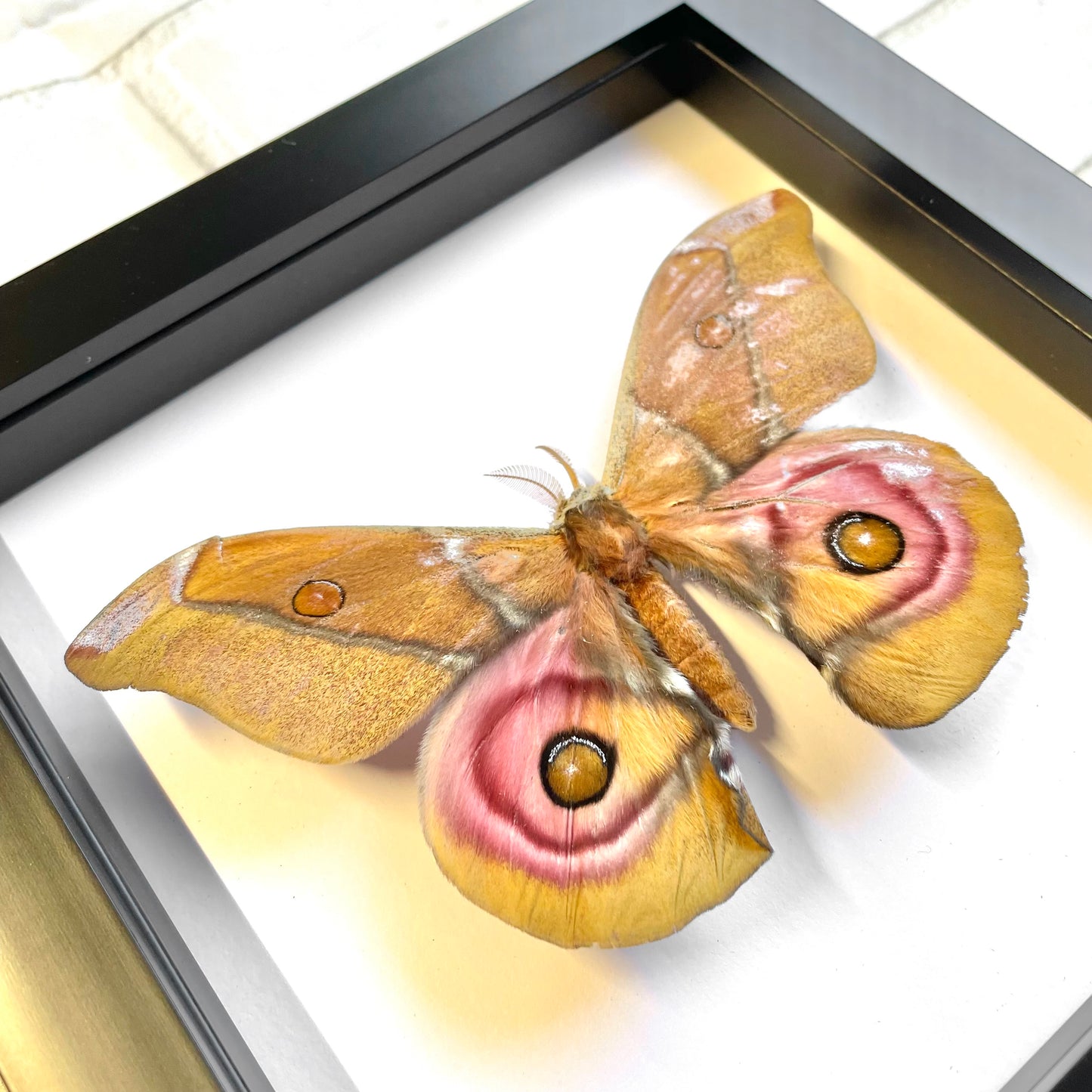 Madagascan Emperor Moth (Antherina suraka) Deep Shadow Box Frame Display Insect Bug