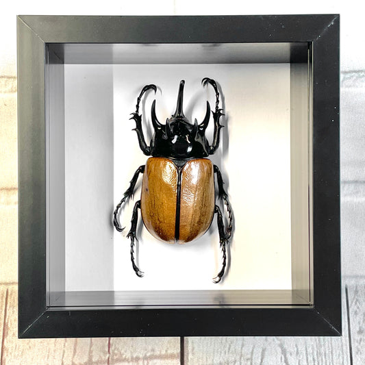 Five Horned Rhinoceros Beetle (Eupatorus gracilicornis) Deep Shadow Box Frame Display Insect Bug