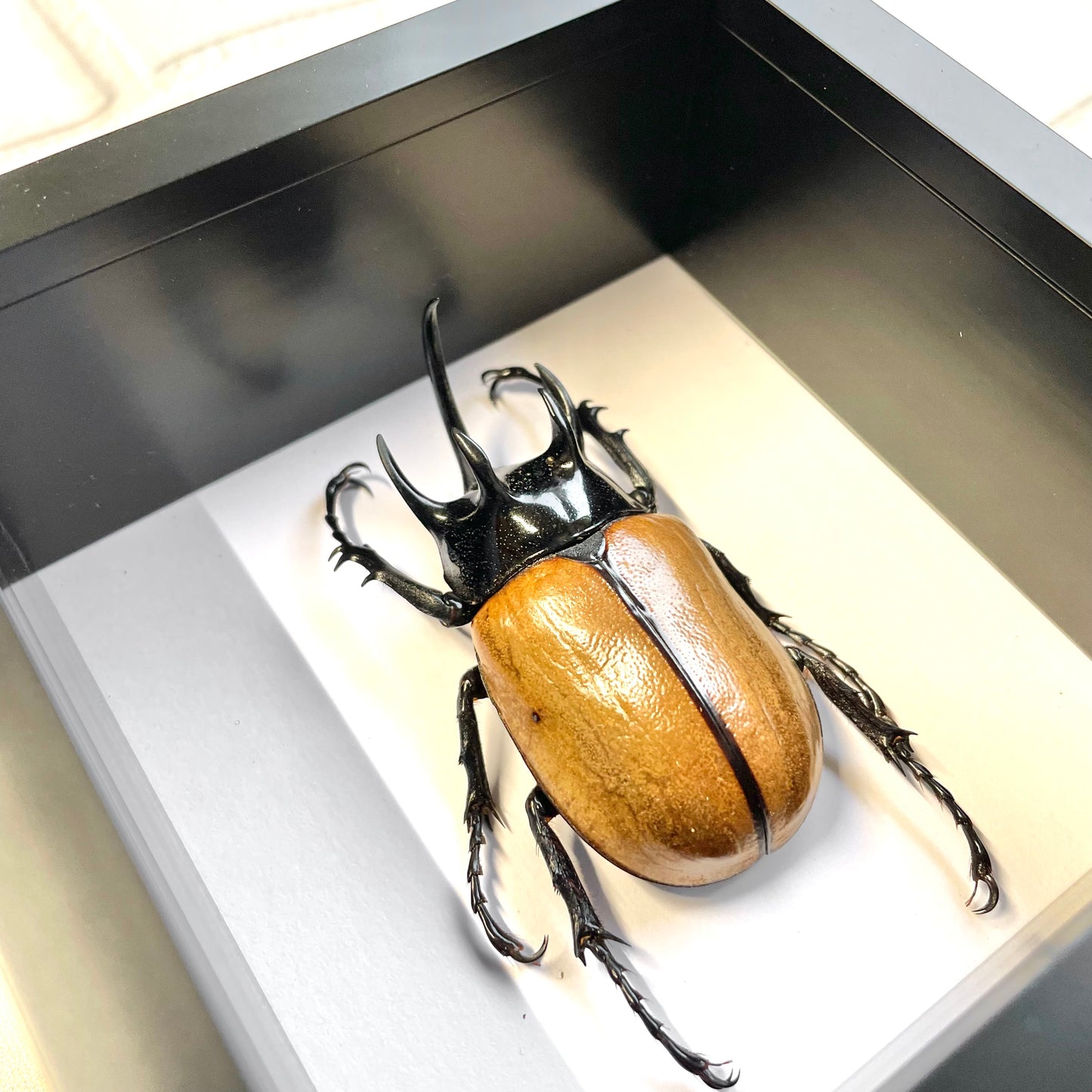 Five Horned Rhinoceros Beetle (Eupatorus gracilicornis) Deep Shadow Box Frame Display Insect Bug