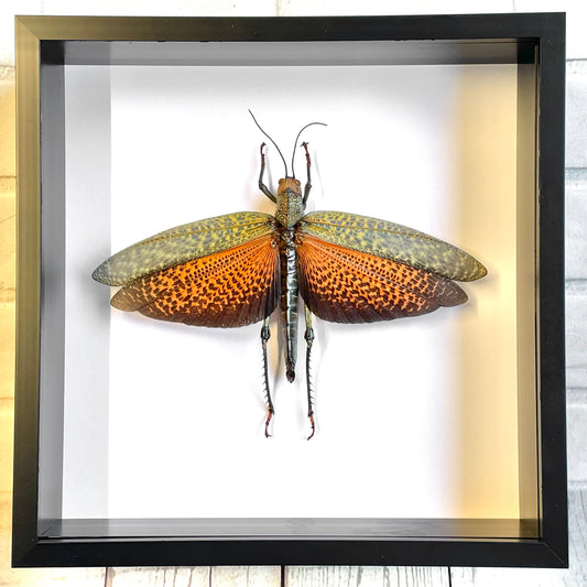 Giant Red Winged Grasshopper (Tropidacris cristata dux) Female Deep Shadow Box Frame Display Insect Bug