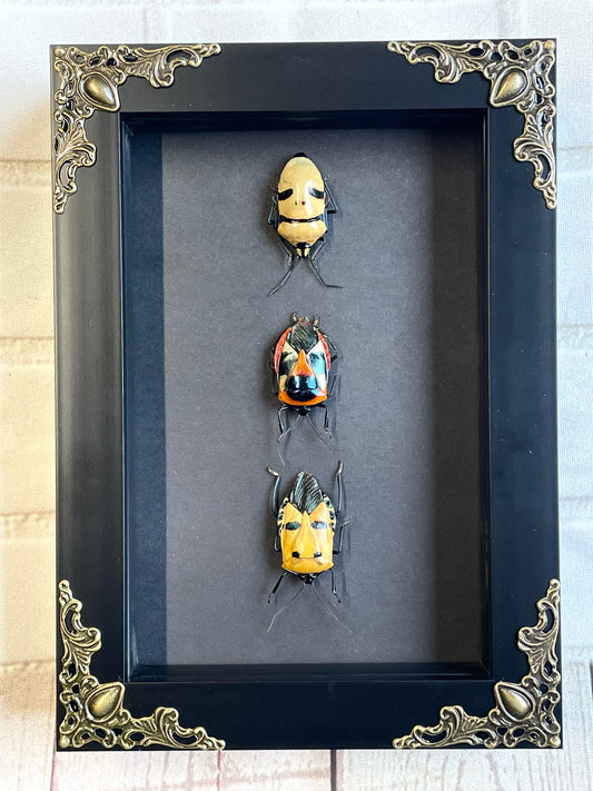 3 Death's Head Stink Bug Collection Man Face in Baroque Style Deep Shadow Box Frame Display Insect Bug Black