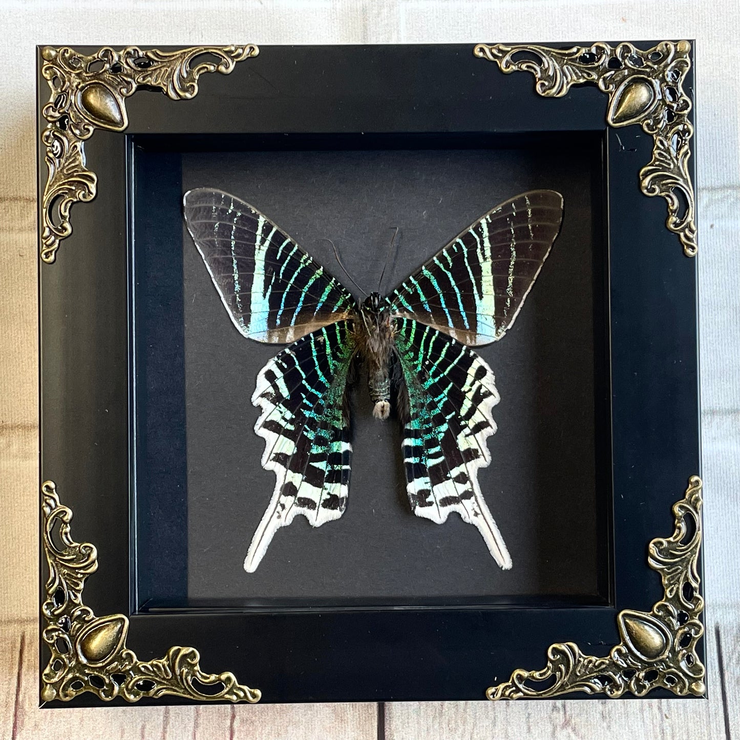 Green Banded Urania Moth (Urania leilus) Butterfly in Baroque Style Deep Shadow Box Frame Display Insect Bug