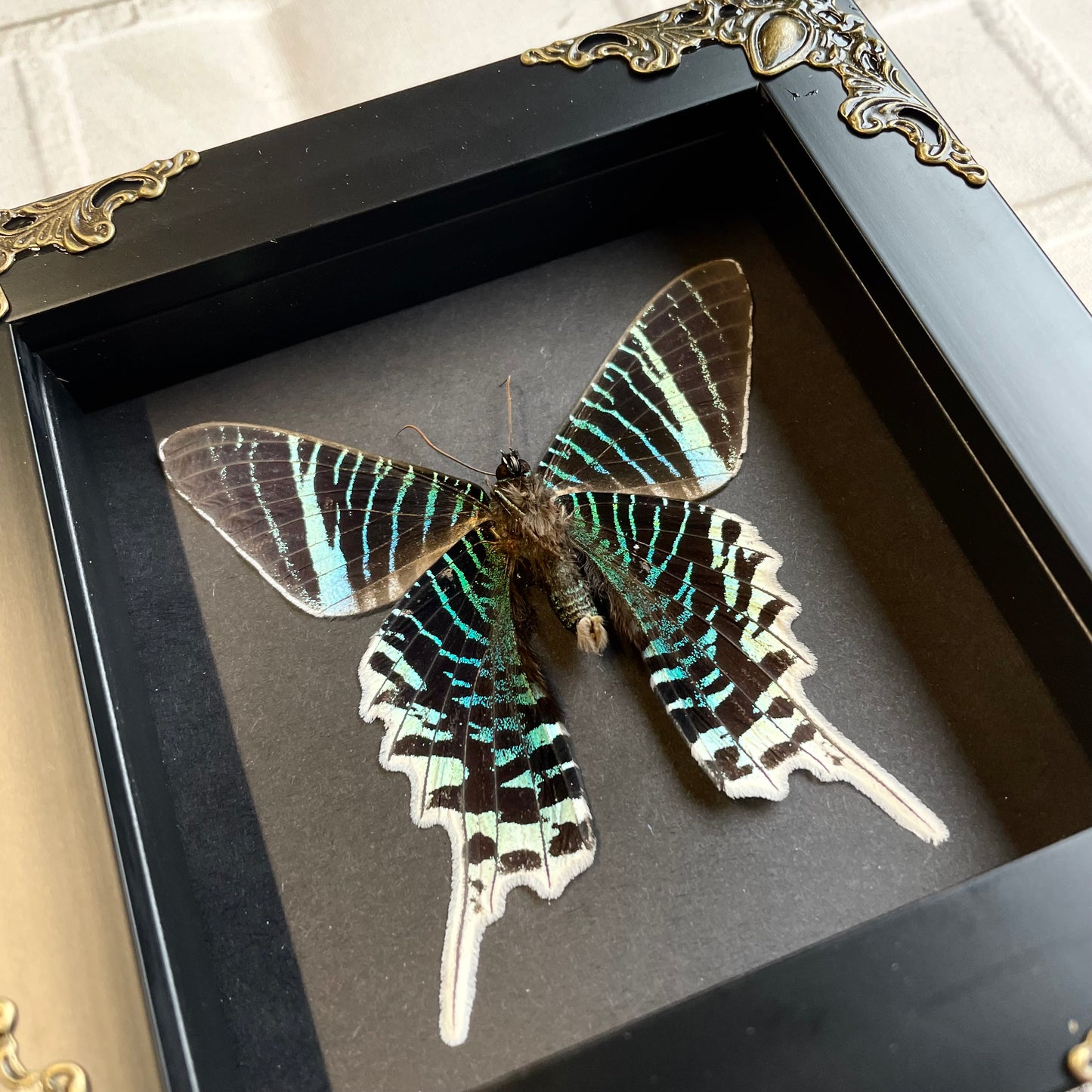 Green Banded Urania Moth (Urania leilus) Butterfly in Baroque Style Deep Shadow Box Frame Display Insect Bug