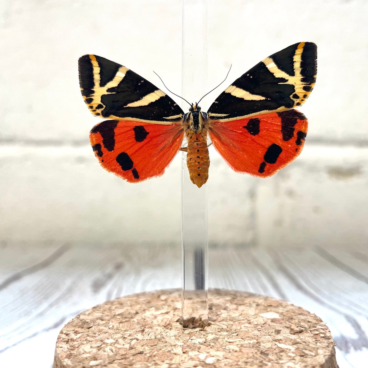 The Jersey Tiger Moth (Euplagia quadripunctaria) Butterfly Glass Bell Cloche Dome Display Jar Insect