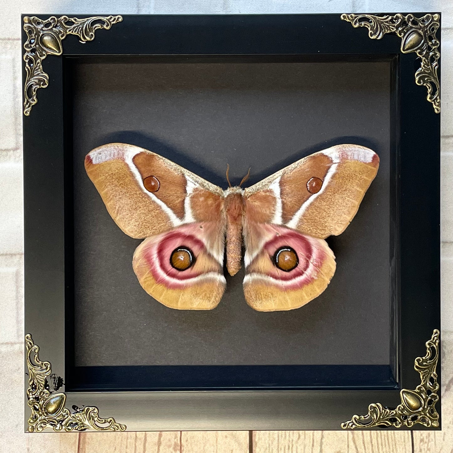 Madagascan Emperor Moth (Antherina suraka) in Deep Baroque Style Shadow Box Frame Display