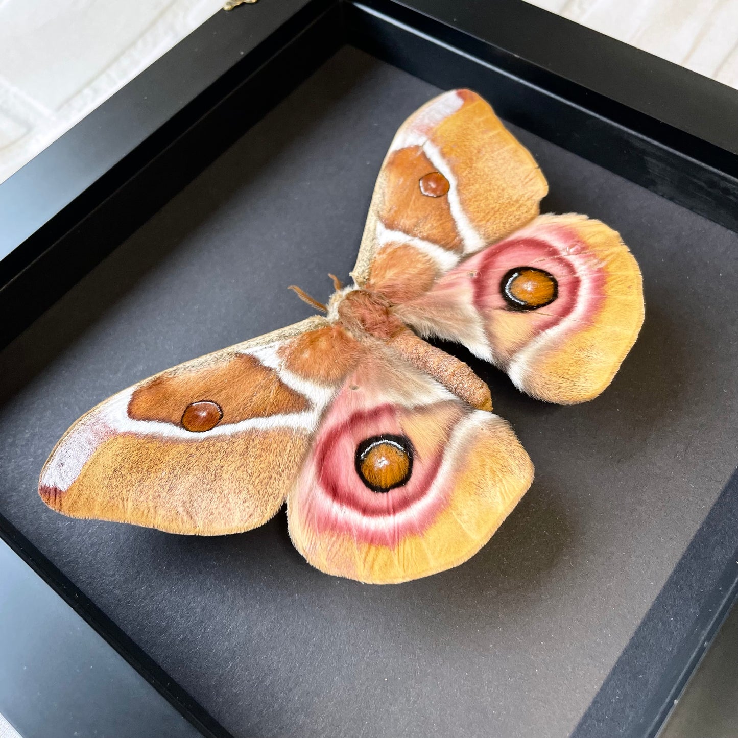 Madagascan Emperor Moth (Antherina suraka) in Deep Baroque Style Shadow Box Frame Display