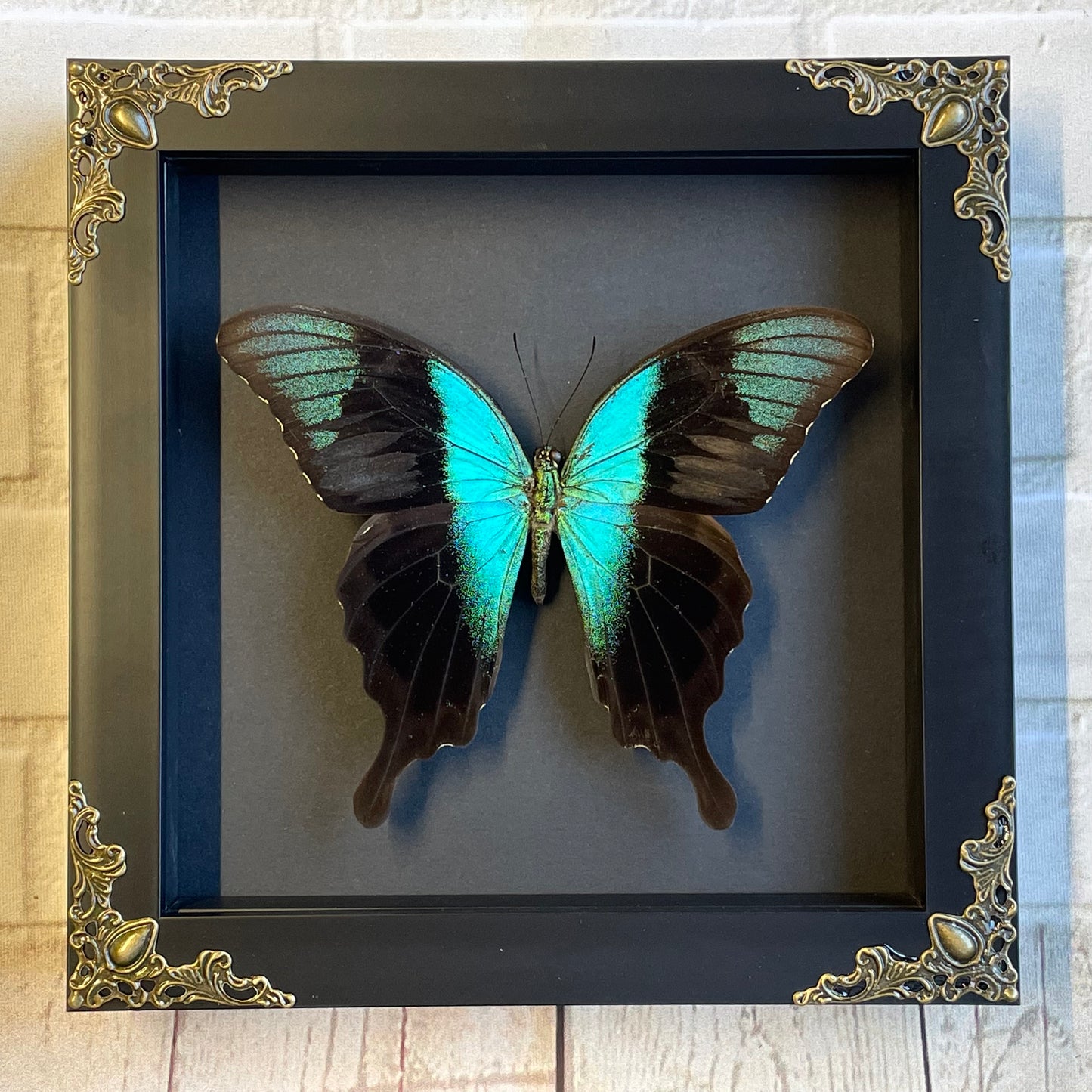 Peranthus Swallowtail Butterfly (Papilio peranthus) in Deep Baroque Style Shadow Box Frame Display