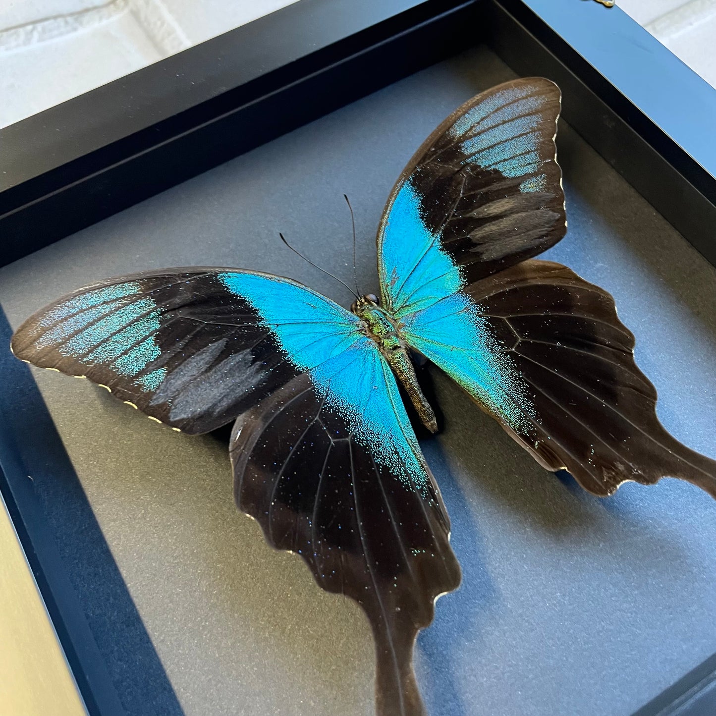 Peranthus Swallowtail Butterfly (Papilio peranthus) in Deep Baroque Style Shadow Box Frame Display