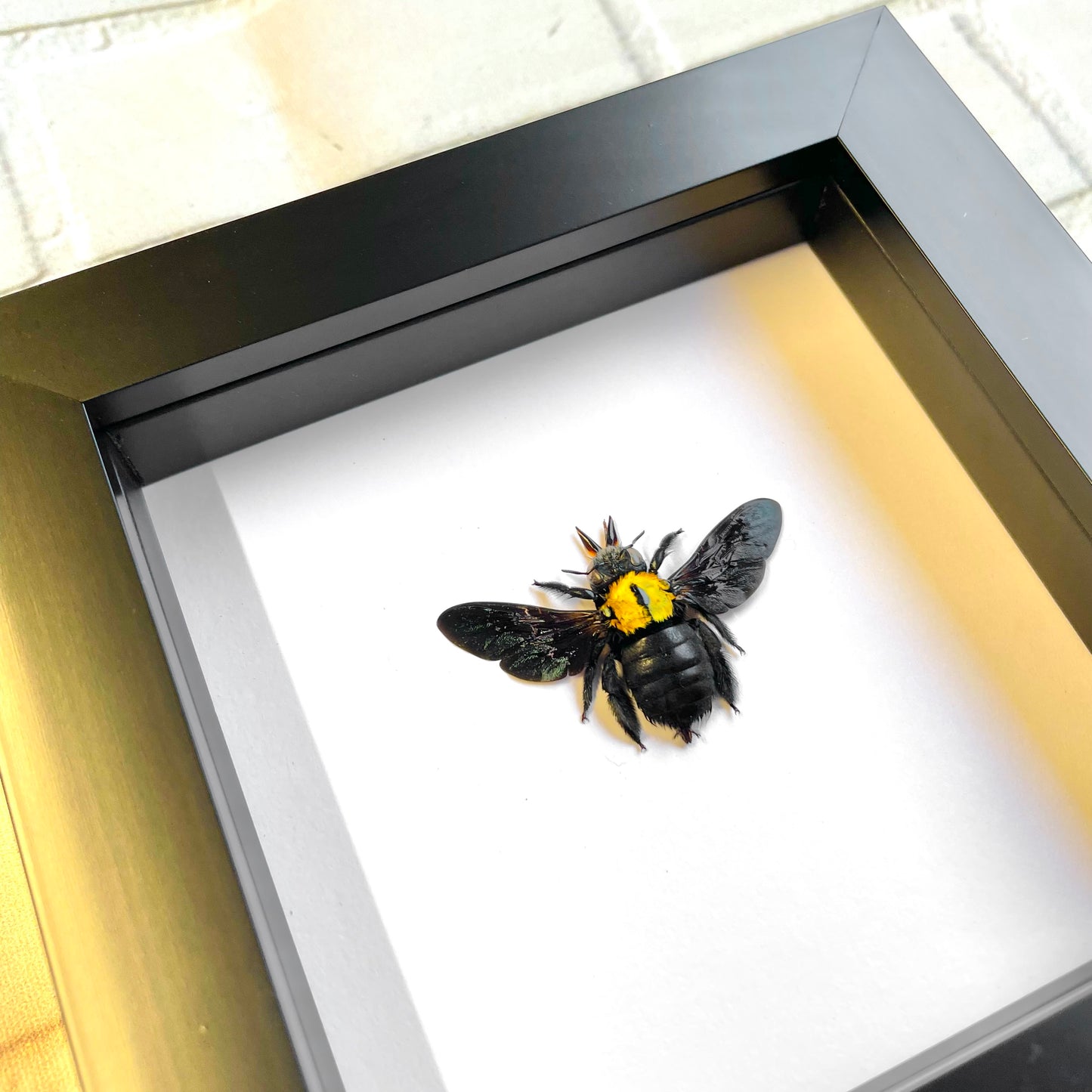 The Yellow Spot Carpenter Bee (Xylocopa confusa) Deep Shadow Box Frame Display Insect Bug