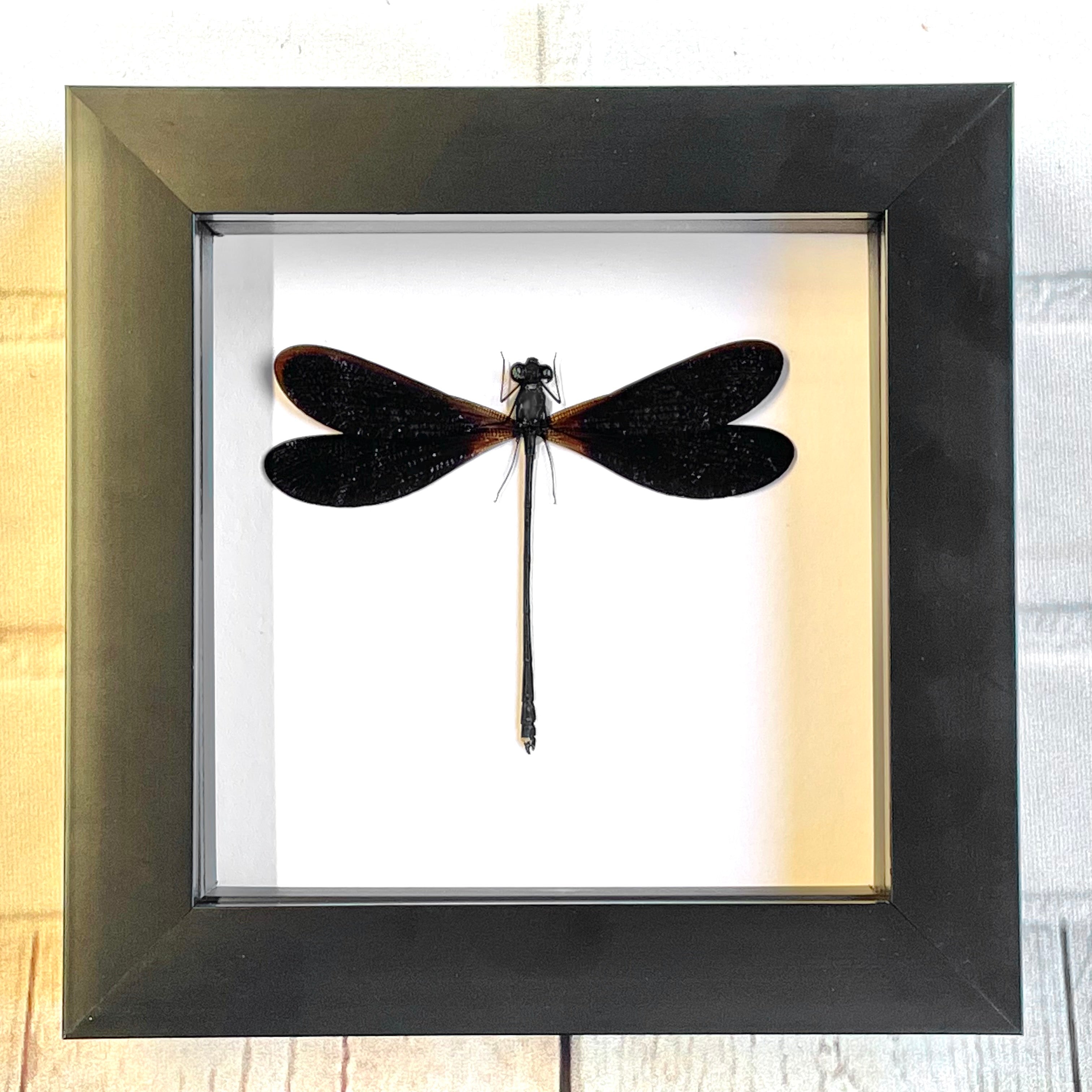 Flies Frame Broad Wing Damselfly (Vestalis luctuosa) Male Deep Shadow Box Frame Di ...