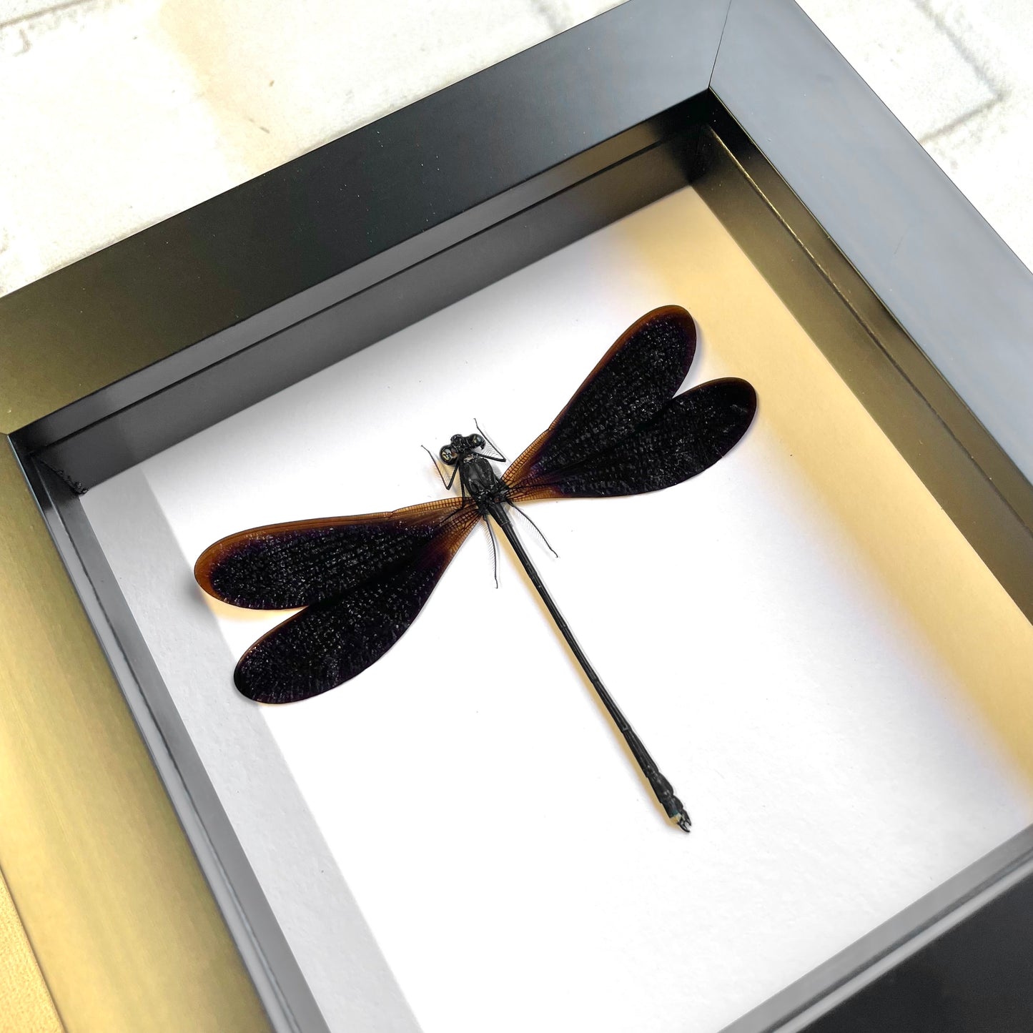 Broad Wing Damselfly (Vestalis luctuosa) Male Deep Shadow Box Frame Display Insect Dragonfly