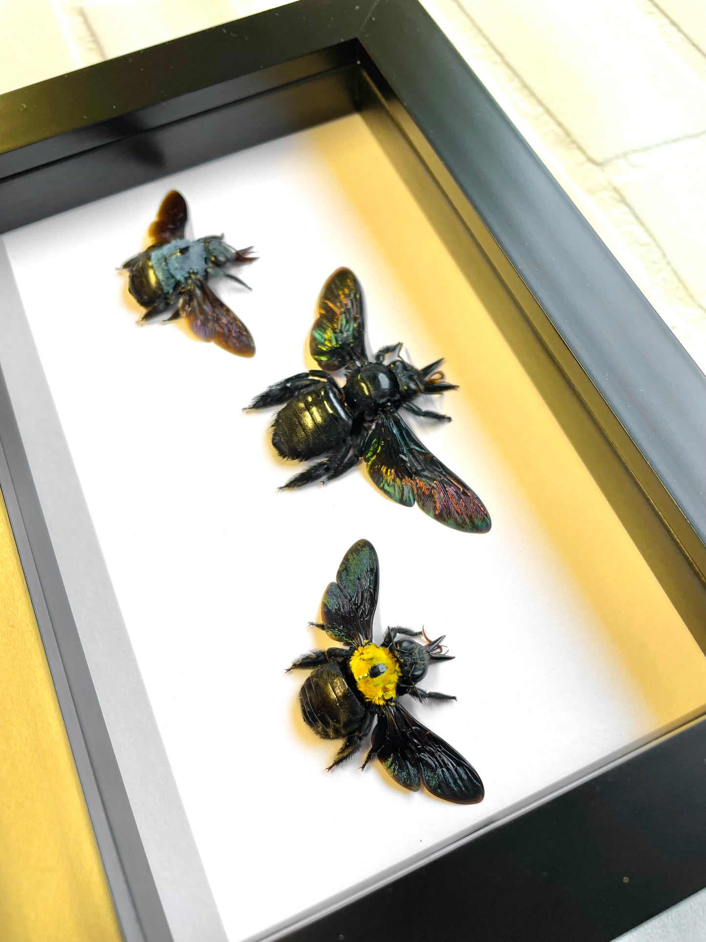 Carpenter Bee Collection Xylocopa caerulea latipes confusa Deep Shadow Box Frame Display Insect Bug