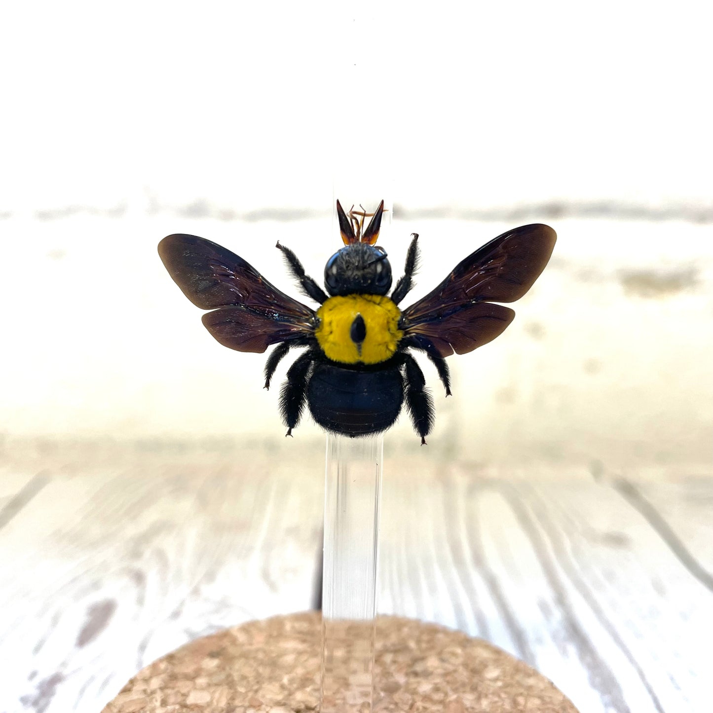 The Yellow Spot Carpenter Bee (Xylocopa confusa) Glass Bell Cloche Dome Display Jar Insect