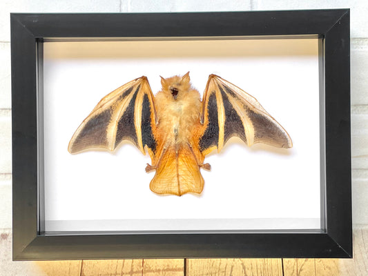 The Painted Bat (Kerivoula picta) Half-Folded Deep Shadow Box Frame Display Insect Bug