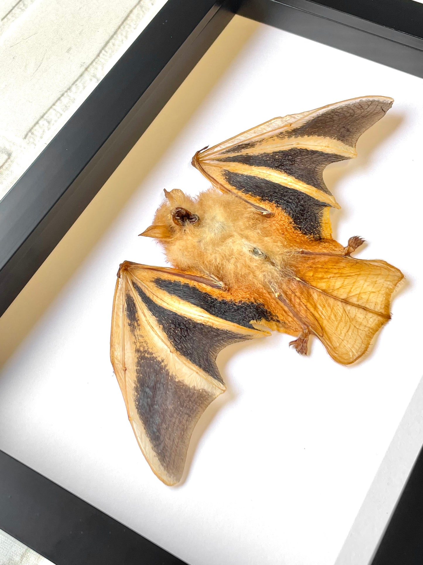 The Painted Bat (Kerivoula picta) Half-Folded Deep Shadow Box Frame Display Insect Bug