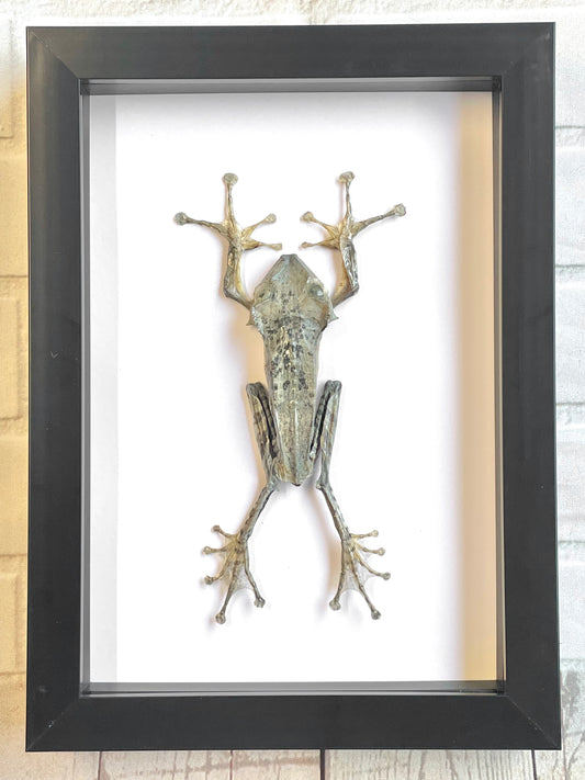 The Borneo Eared Tree Frog (Polypedates otilophus) Deep Shadow Box Frame Display Insect Bug