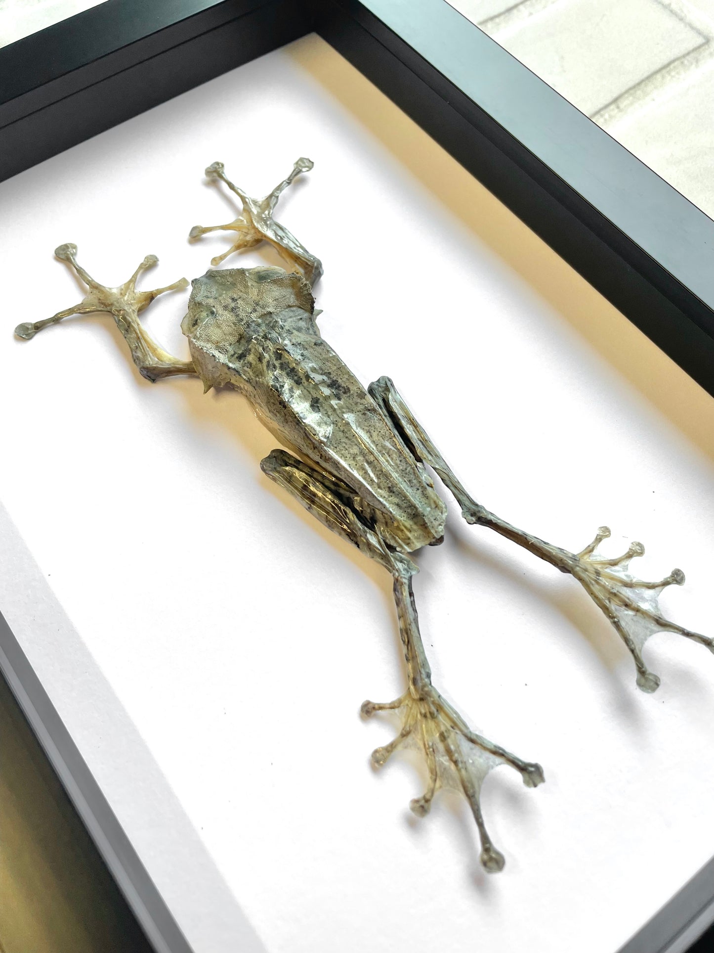 The Borneo Eared Tree Frog (Polypedates otilophus) Deep Shadow Box Frame Display Insect Bug