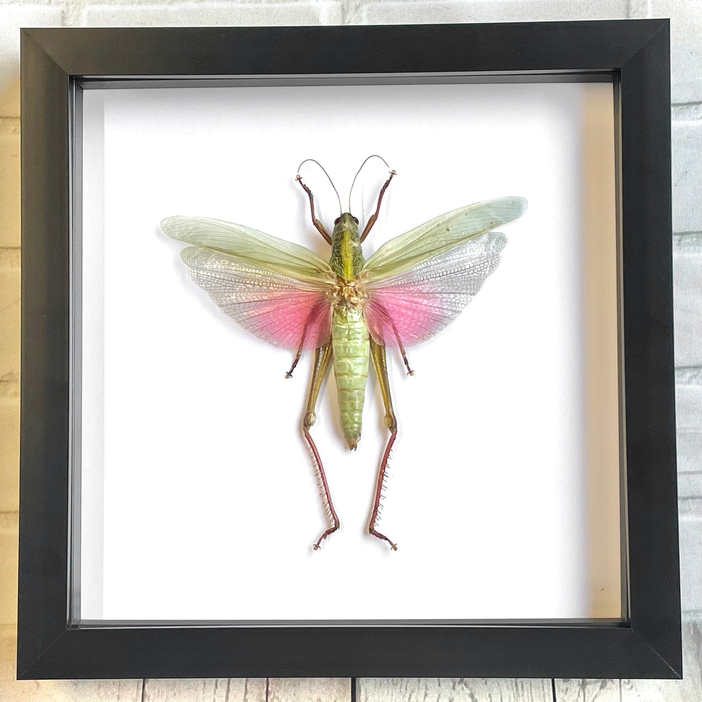 The Rosea Grasshopper (Chondracris rosea) Female Deep Shadow Box Frame Display Insect Bug