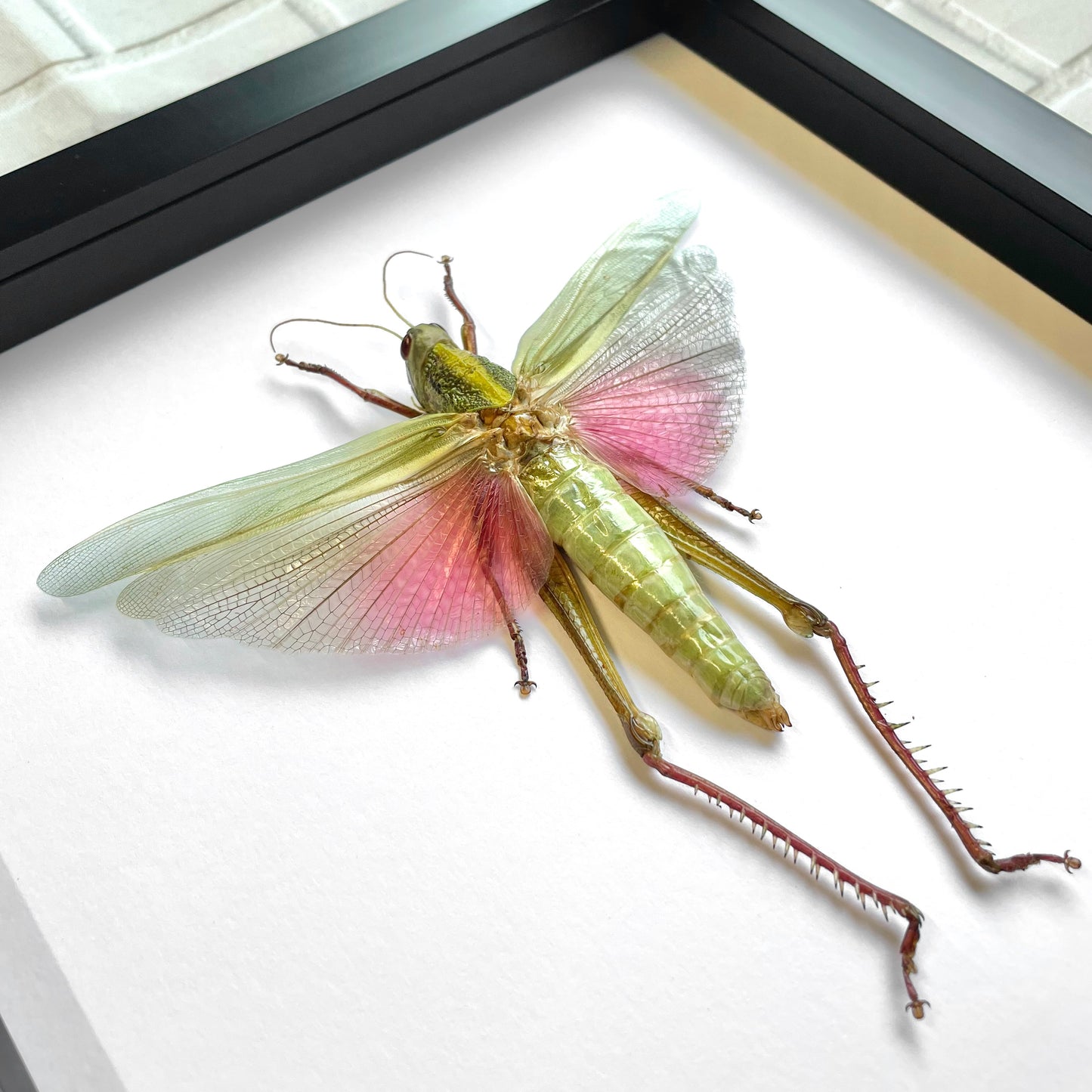 The Rosea Grasshopper (Chondracris rosea) Female Deep Shadow Box Frame Display Insect Bug