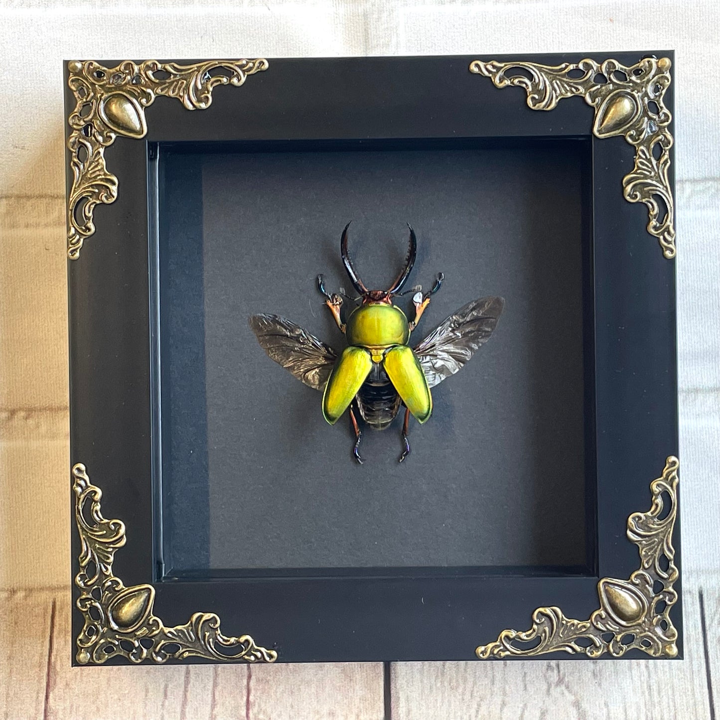 Saw Tooth Stag Beetle (Lamprima adolphinae) Baroque Style Deep Shadow Box Frame Display Insect Bug