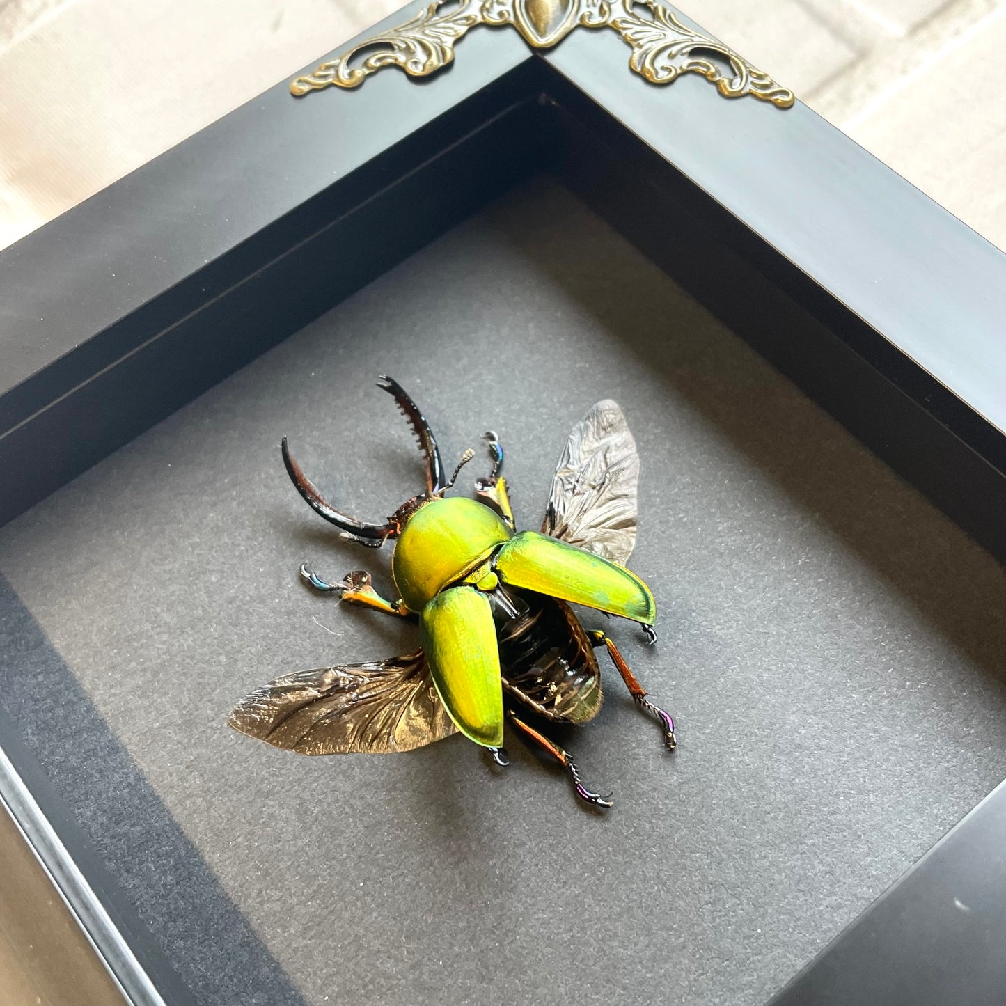 Saw Tooth Stag Beetle (Lamprima adolphinae) Baroque Style Deep Shadow Box Frame Display Insect Bug