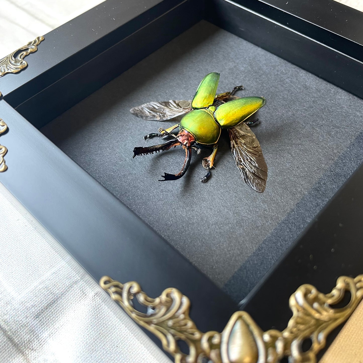 Saw Tooth Stag Beetle (Lamprima adolphinae) Baroque Style Deep Shadow Box Frame Display Insect Bug