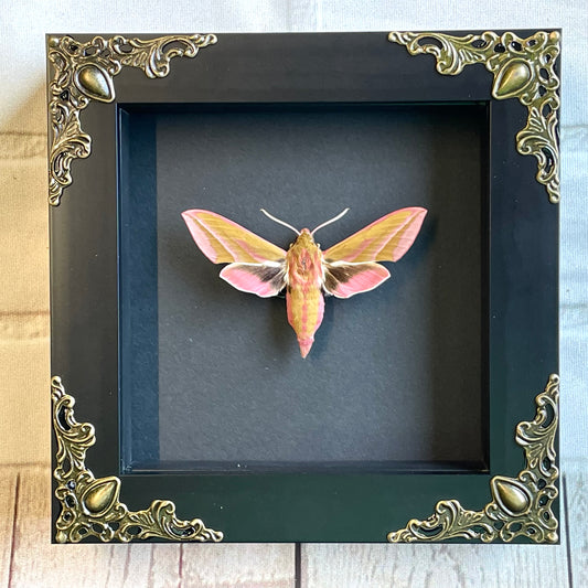 The Elephant Hawk Moth (Deilephila elpenor) Butterfly in Baroque Style Deep Shadow Box Frame Display Insect Bug