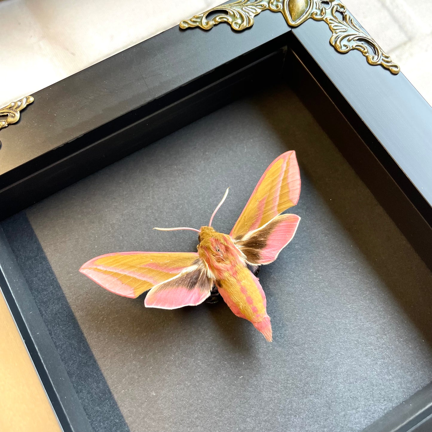 The Elephant Hawk Moth (Deilephila elpenor) Butterfly in Baroque Style Deep Shadow Box Frame Display Insect Bug