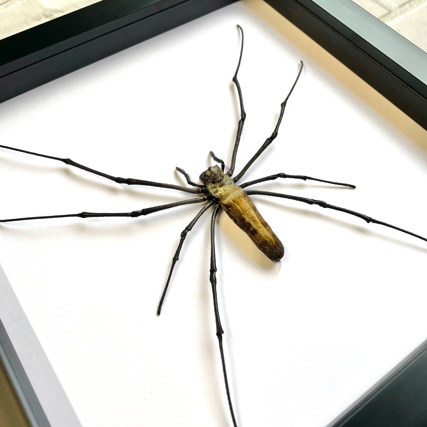 Giant Golden Orbweaver Spider (Nephila pilipes) Deep Shadow Box Frame Display Insect Bug