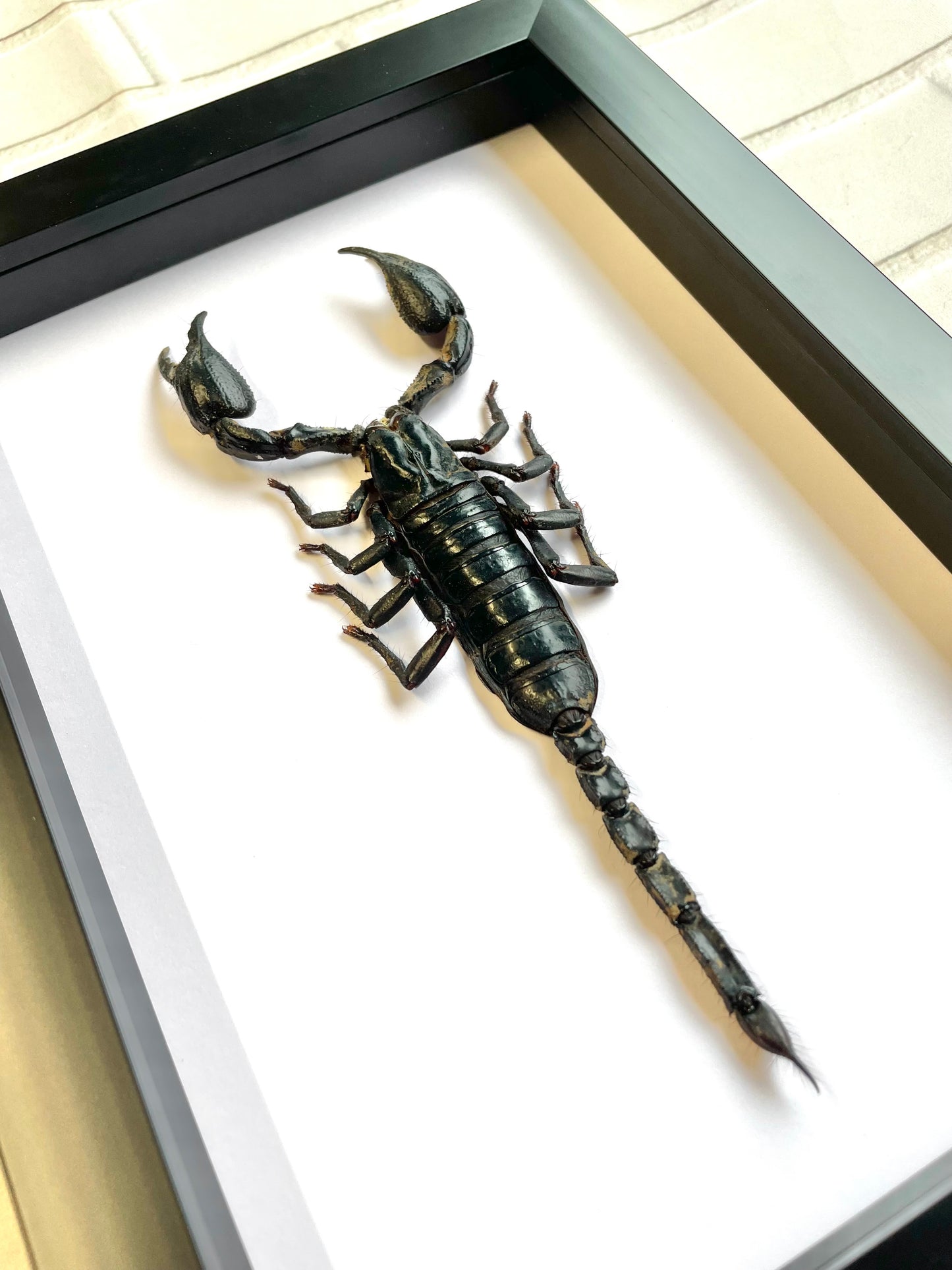 The Giant Asian Forest Scorpion (Heterometrus spinifer) Deep Shadow Box Frame Display Insect Bug