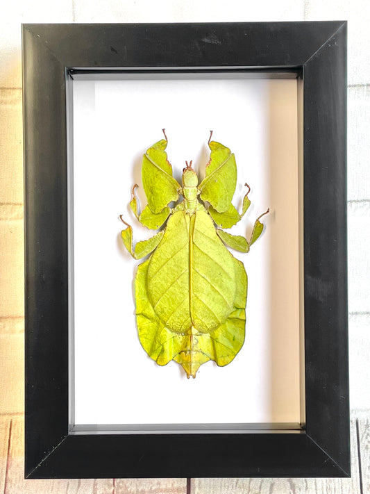 The Java Walking Leaf (Pulchriphyllium pulchrifolium) Deep Shadow Box Frame Display Beetle Insect Bug