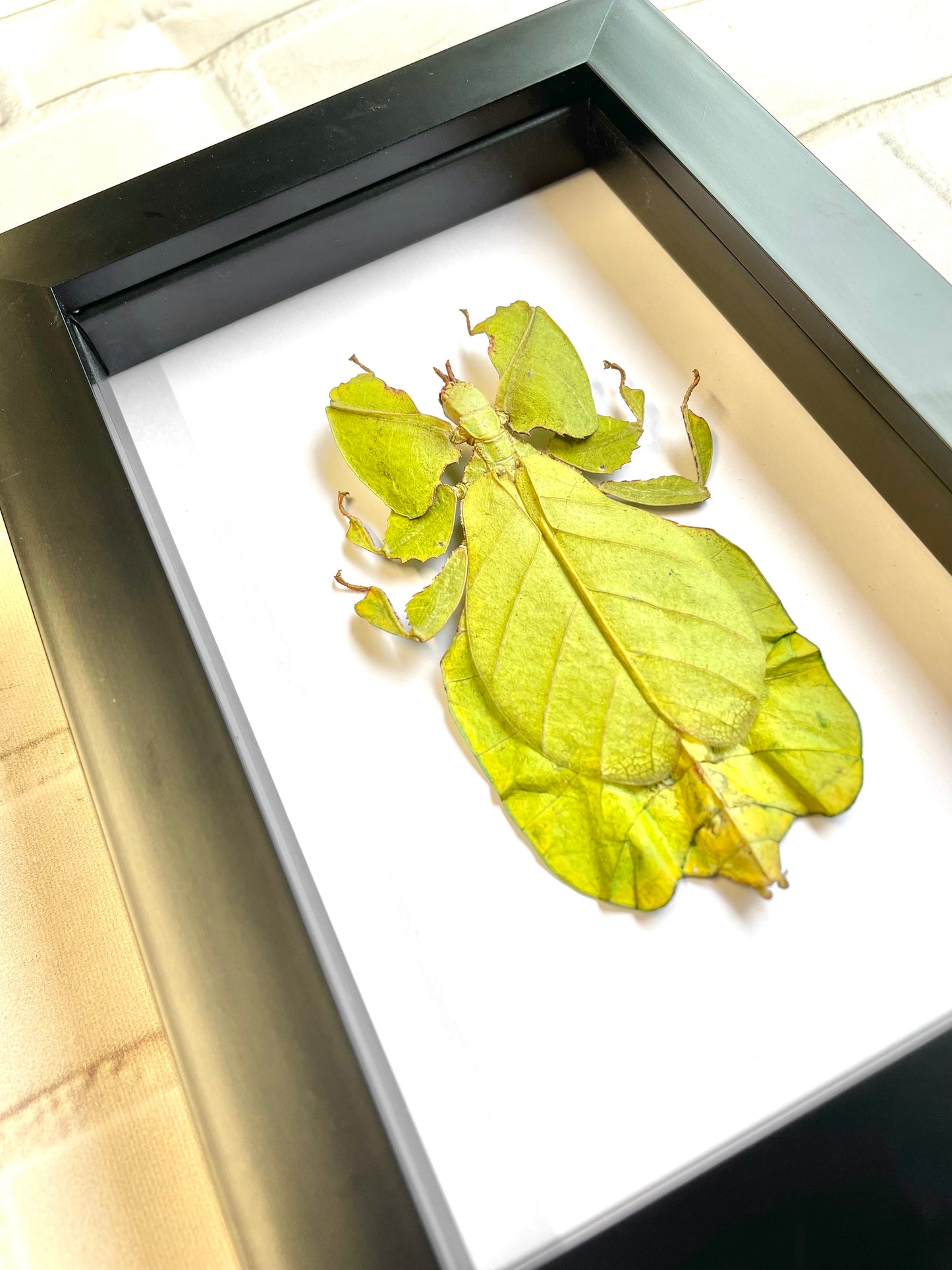 The Java Walking Leaf (Pulchriphyllium pulchrifolium) Deep Shadow Box Frame Display Beetle Insect Bug